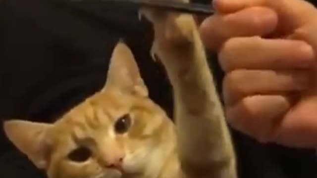 Funny Cat Videos