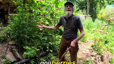 Jogolan: amazing herb