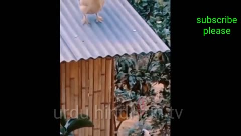 Funny animal video