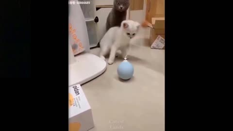 Cat Is Confused By Its New Toy