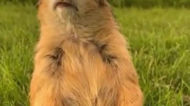 Cute animal video #2022