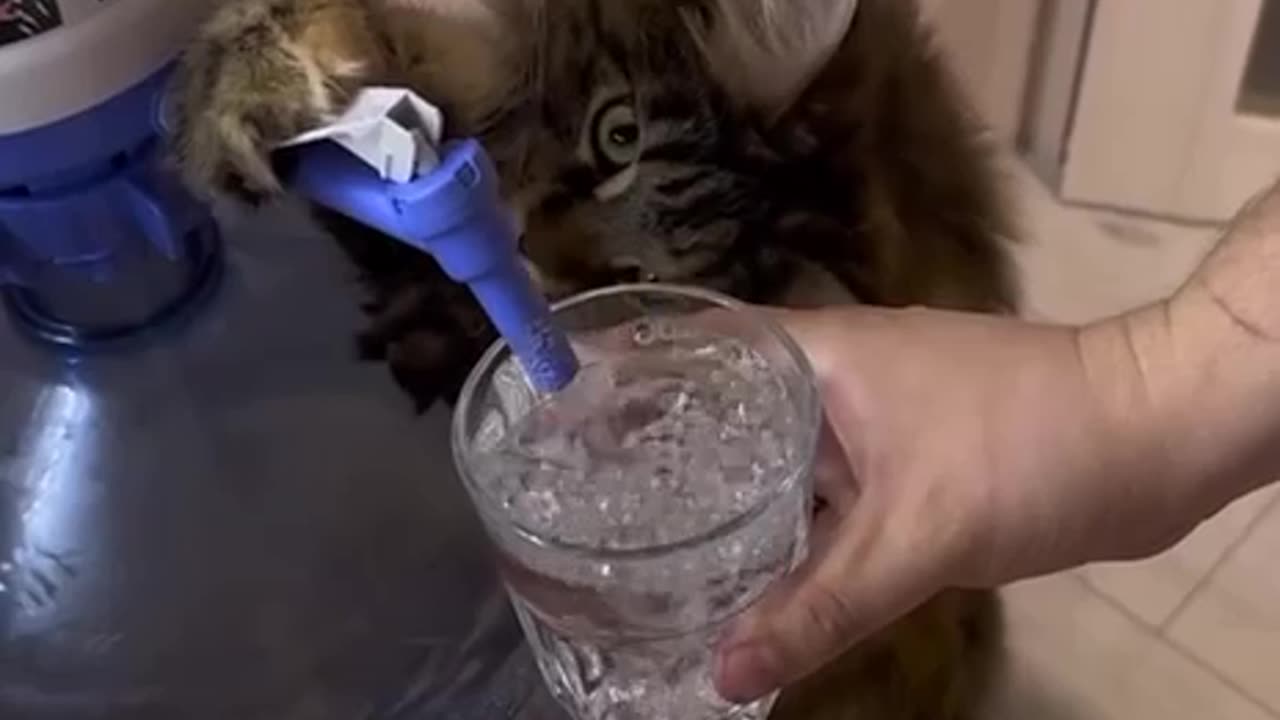 cat pours a drink of water for it's slave