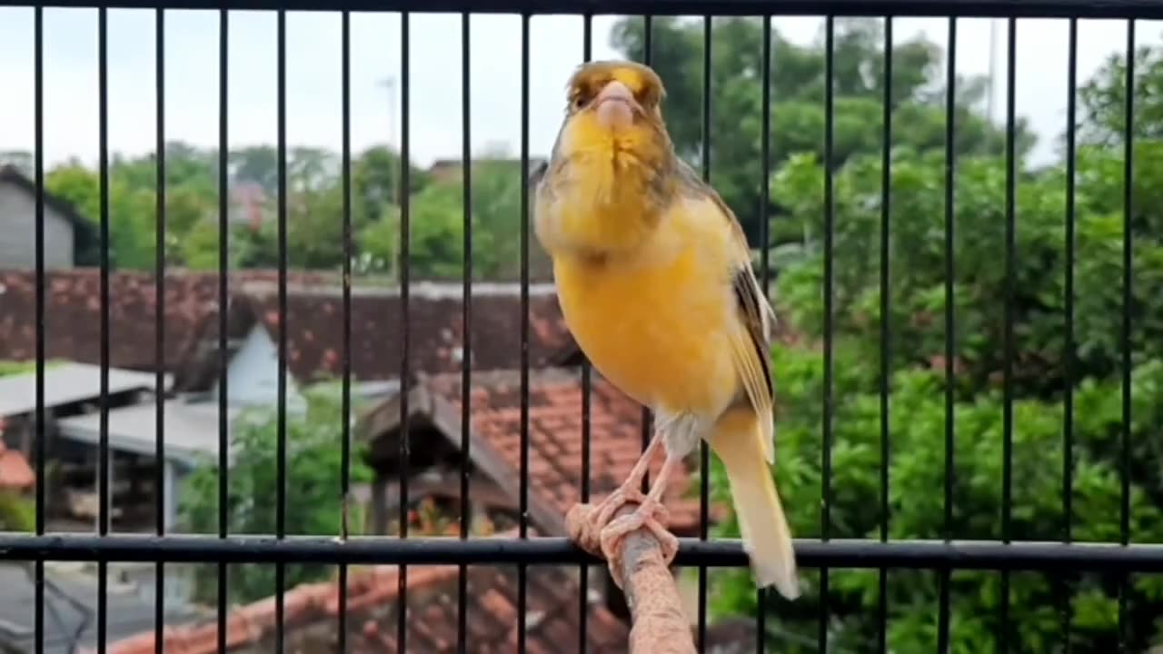 THE CANARY CHIRPED SWEETLY