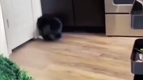 Funny Animal Videos 2022 Best Dogs And Cats Videos 😺😍 #7