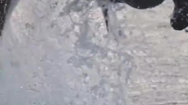 Wild Shark Videos | Shark 🦈 Attacks On A Small Fish 🐠 | Shark Status Videos | #shorts #sharks #viral