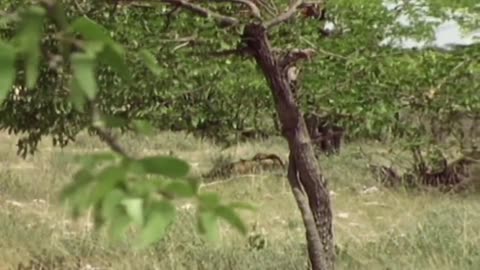 The trunk of an elephant can spray water
