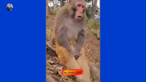 Monkey 🐒🐒🐒 comedy