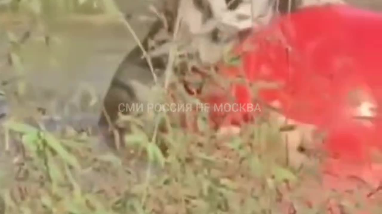 We hope that these days you are as happy as this tiger swimming with a ball