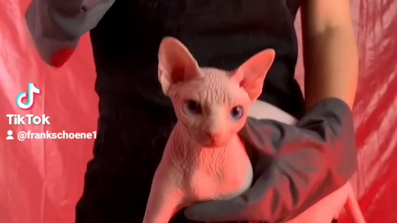 awakening cat horror movie