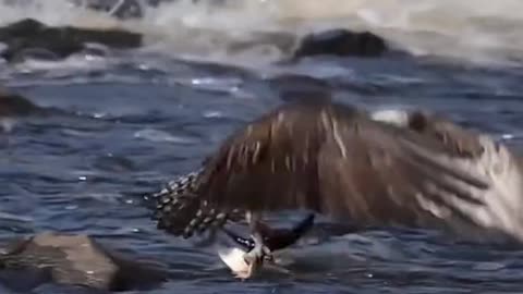 A fishhawk flies with two fish