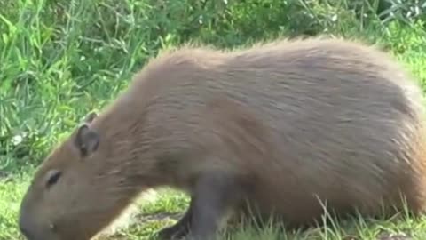 Capybara: Did you Know?