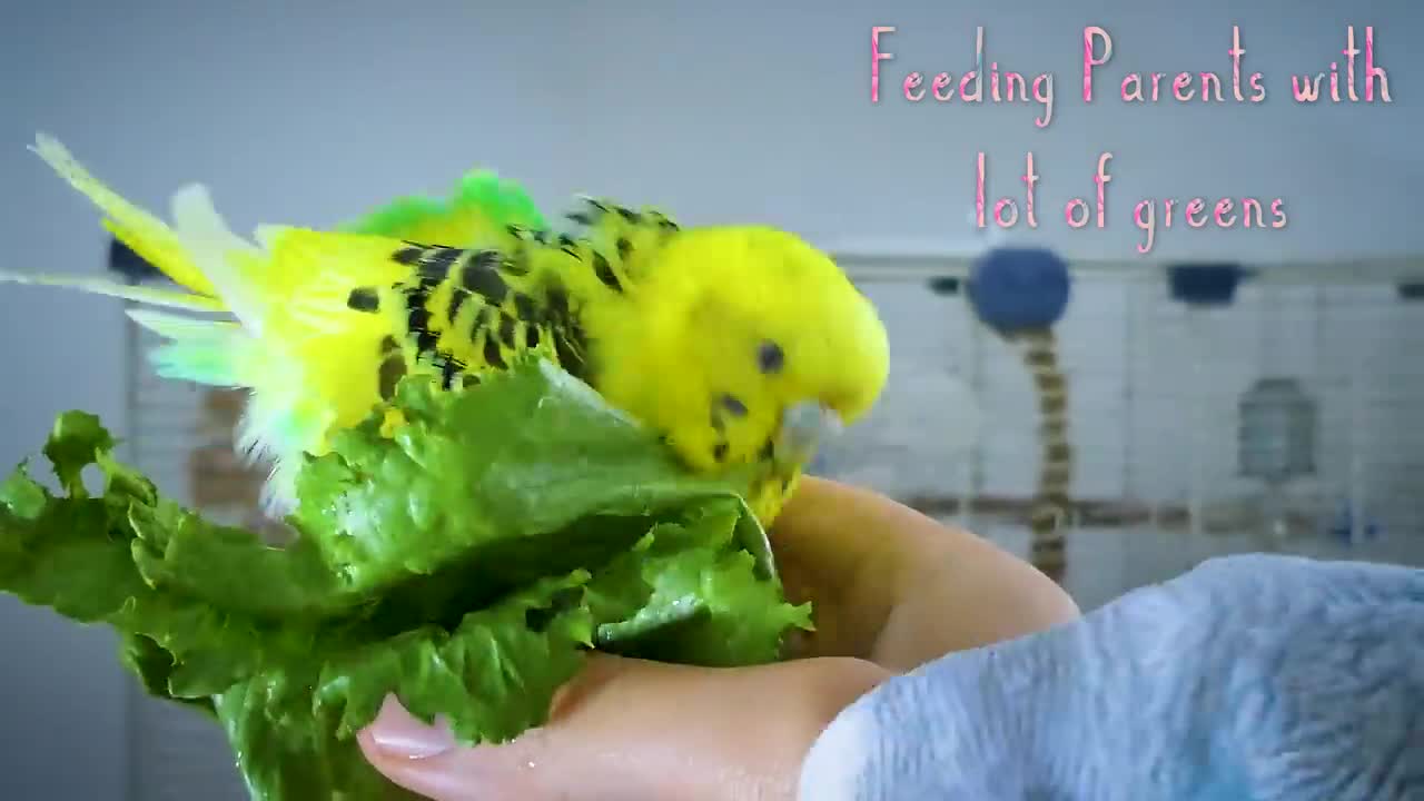 BUDGIE GROWTH STAGES | First 44 Days of Babies Timelapse