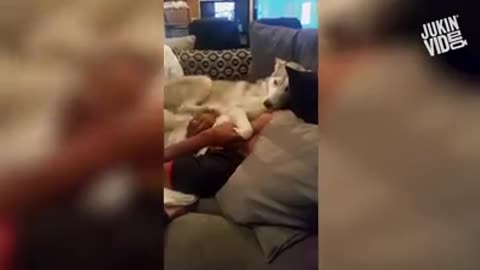 Husky funny