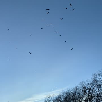 Turkey Vultures in Fairbury City Park
