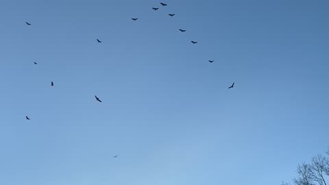 Turkey Vultures in Fairbury City Park