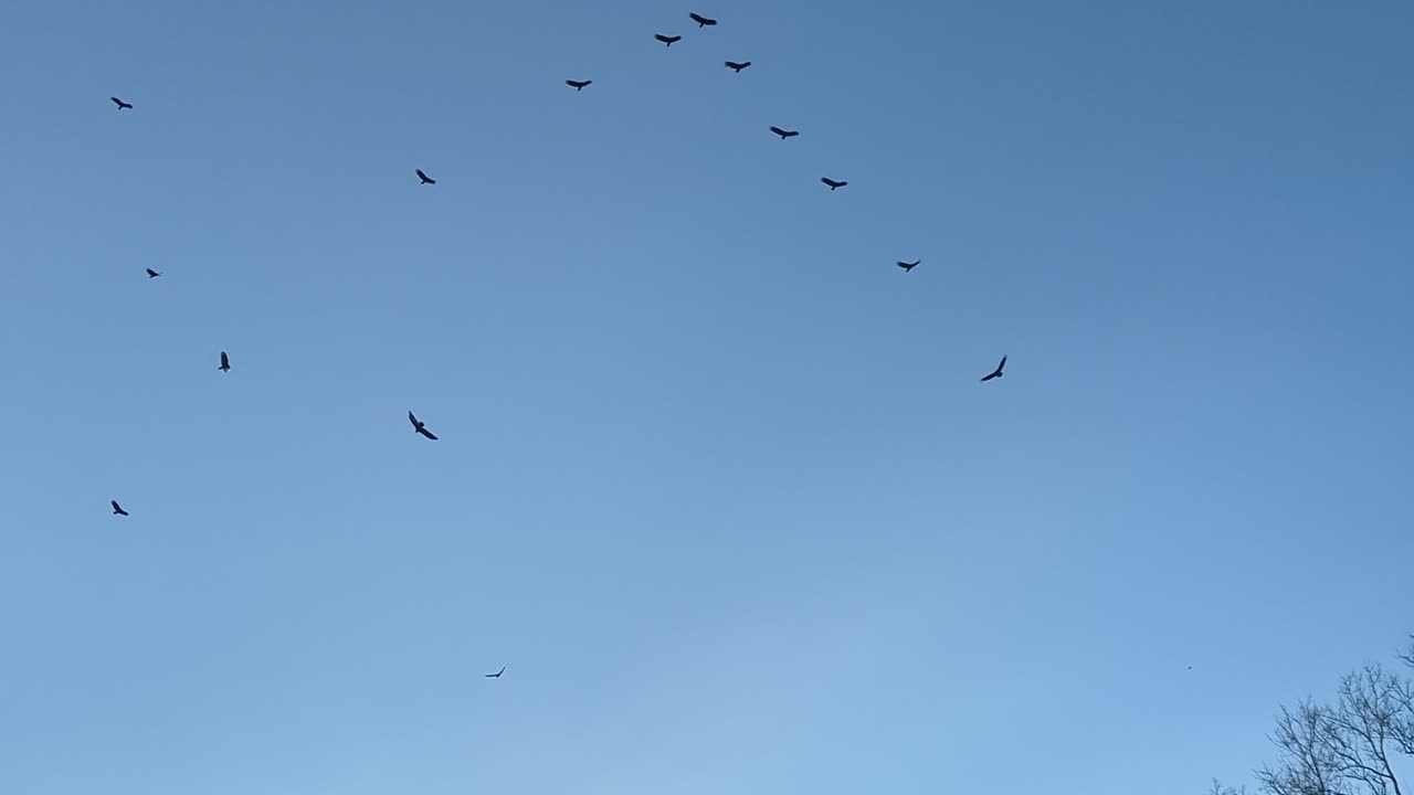 Turkey Vultures in Fairbury City Park