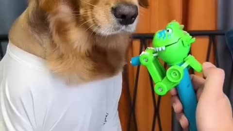 Dog funny video