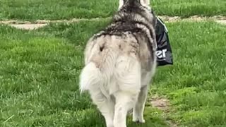 Husky Steals Owner's Package