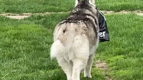 Husky Steals Owner's Package