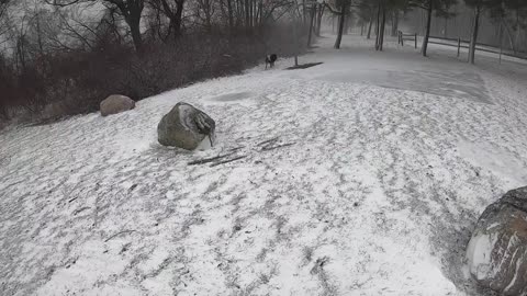 Walking in a winter storm at the beach