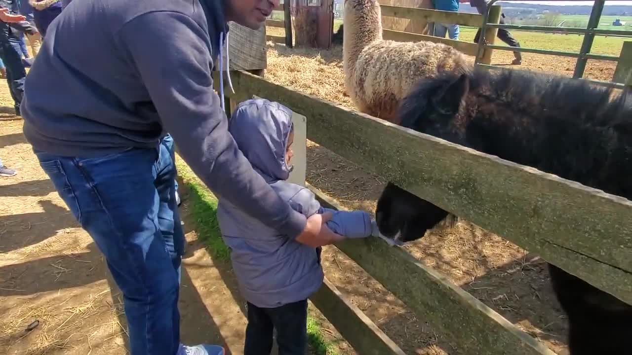 feeding American's pets |
