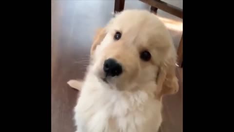 👍 Funny And Cute Dogs 🐶