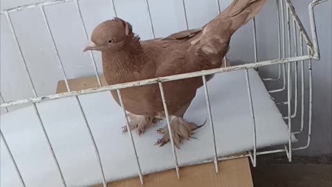 my pet pigeon