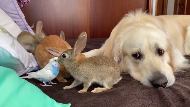 Golden Retriever who knows how to make Friends with Small Pets!