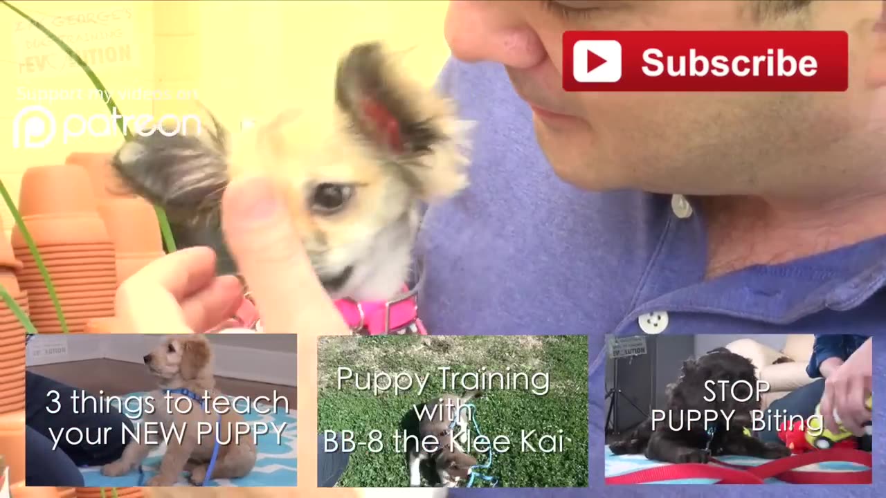 How to Socialize your NEW PUPPY with People and Places