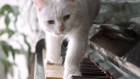 cat and piano