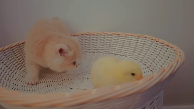 friendship between cat and chick