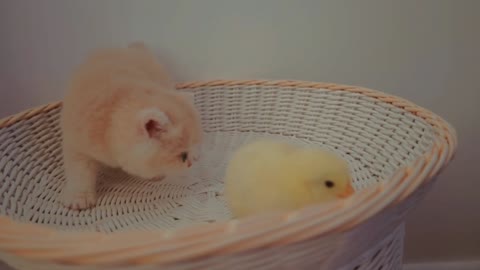 friendship between cat and chick