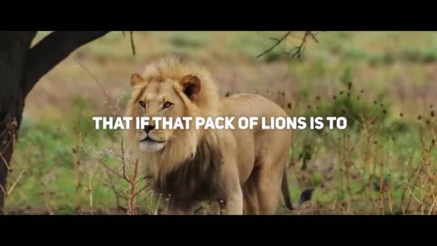 LION MENTALITY! | Powerful! Motivational Speech