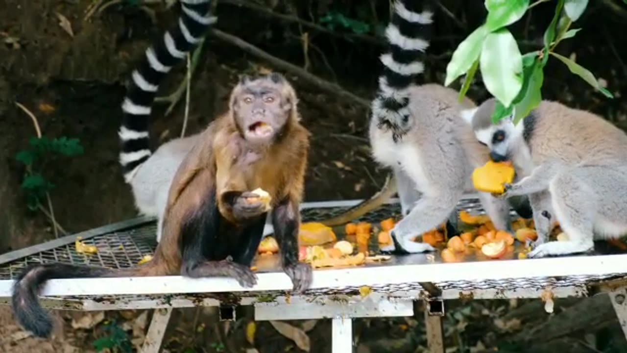 Super Cute Crazy Funny & Smart Monkey