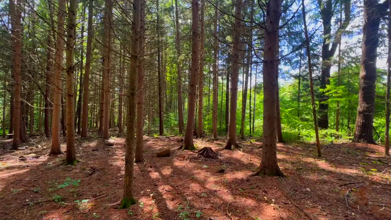 Spruce Shadows