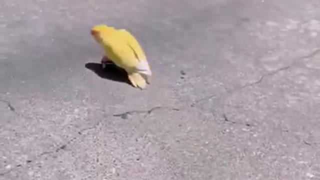 Funny Parrots Compilation