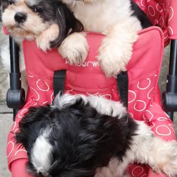 My Furbabies are finally out after lockdown because of COVID19