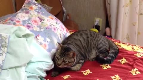 cat playing