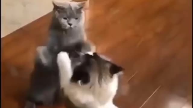 Funny and Cute Cat's lifestyle