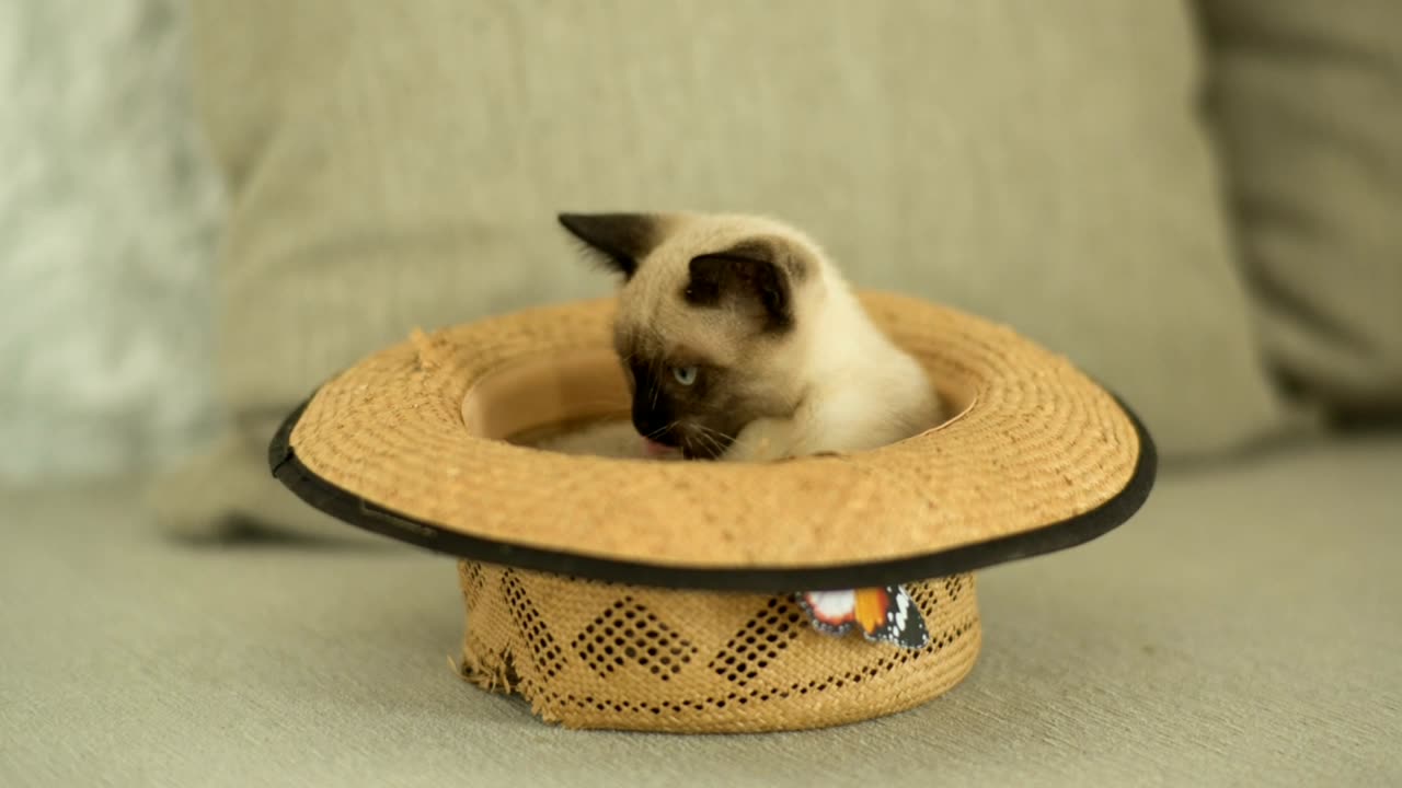 A siamese cat is inside a straw hat on the sofa.