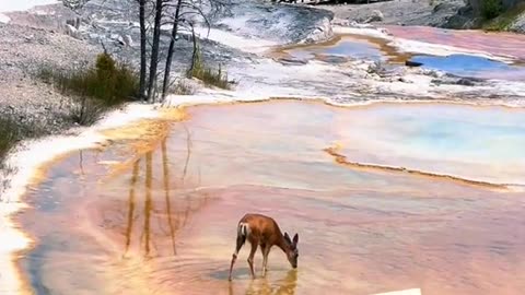 Deer walks into thermal water. Yellowstone