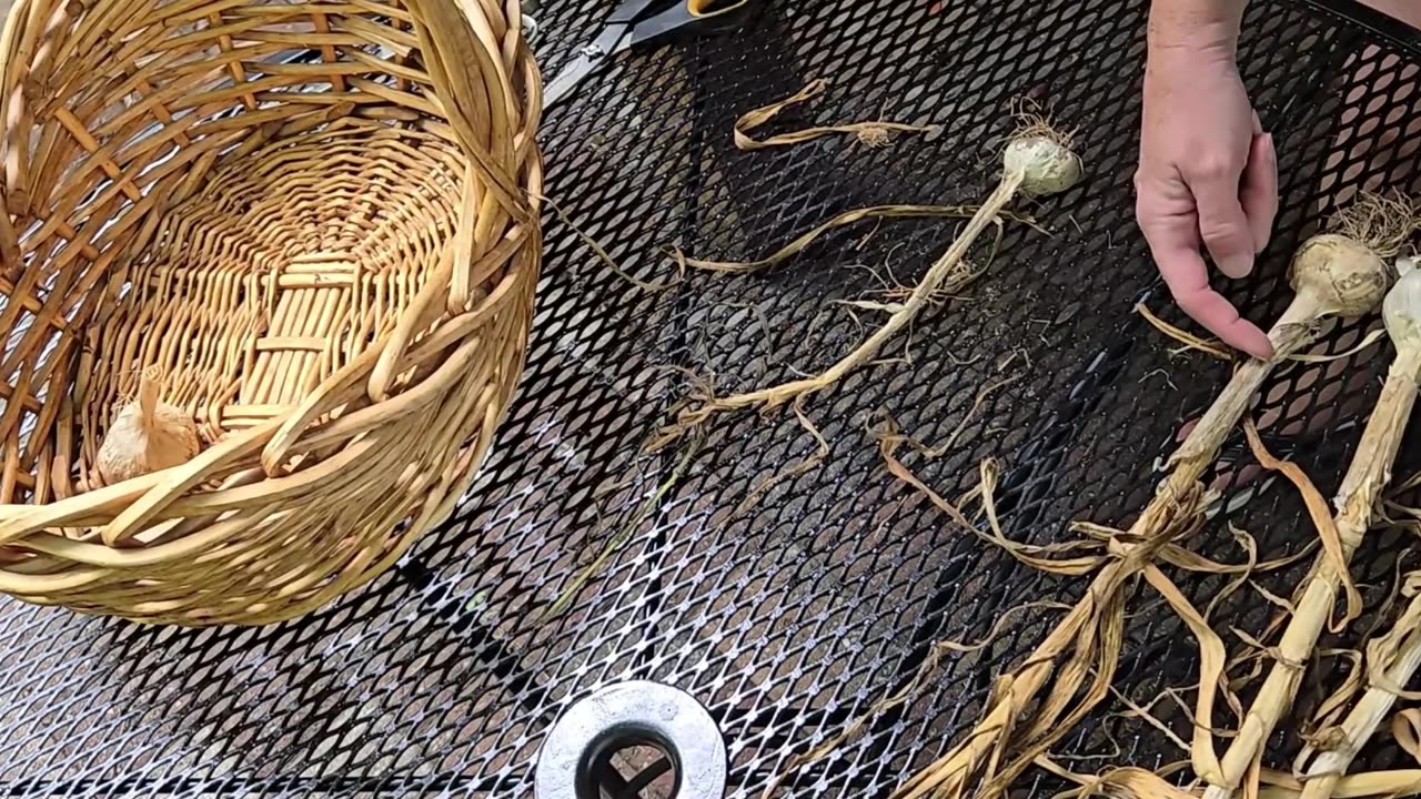 Lets Cure and Process Garlic (July 25, 2024)