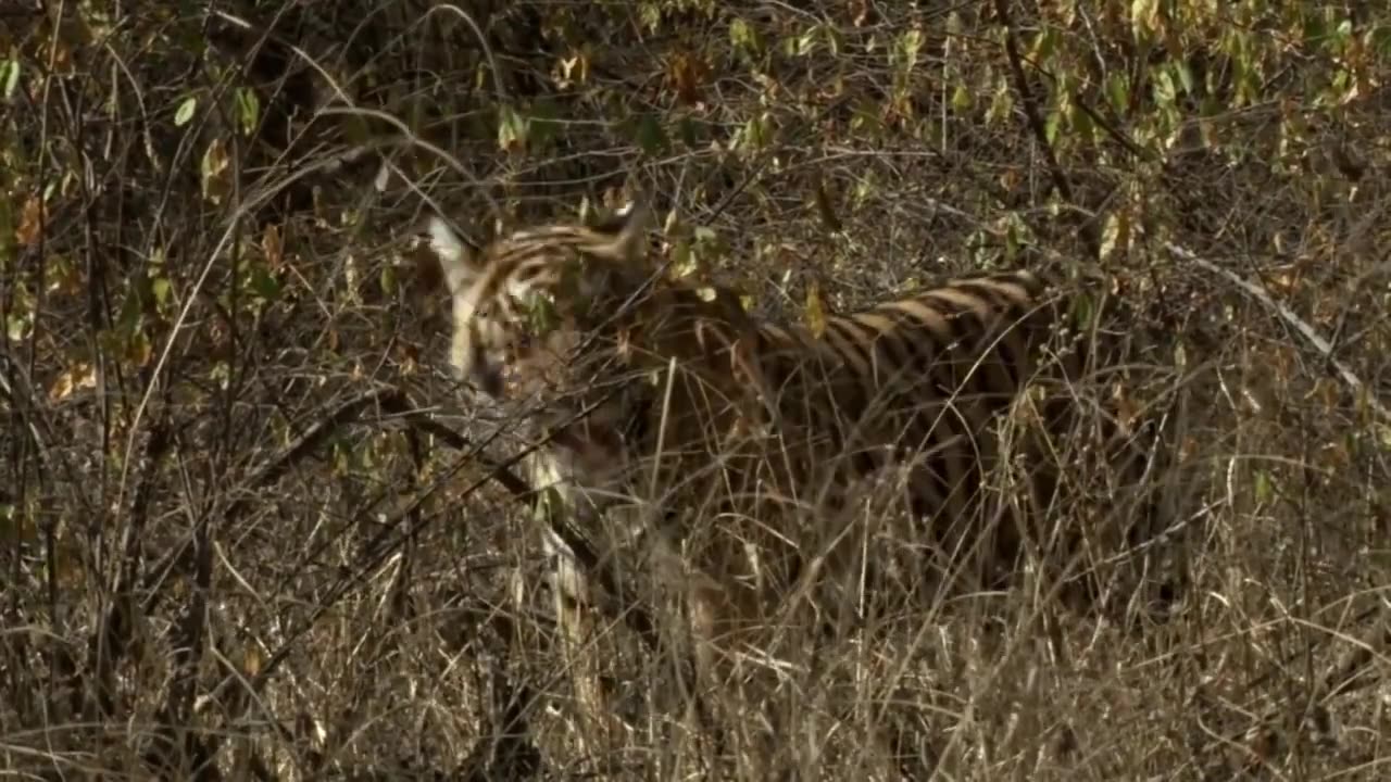 Tigre vs Bear fight