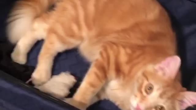Take me on your next trip, I’m a light packer, I just need to bring Cat!