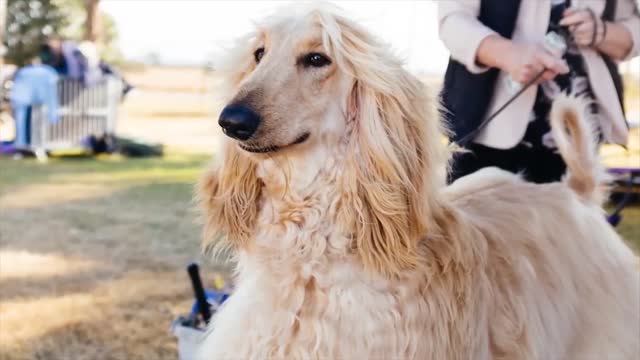 Top 10 Signs Your Dog Is Happy With You!