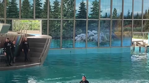 Training Smart Dolphins