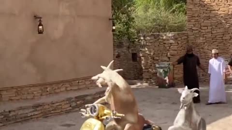 Eid ul adha