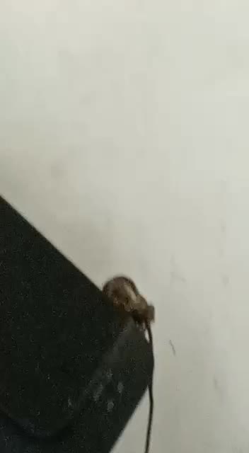 WILD PYTHON ENTERING MY OFFICE 😌