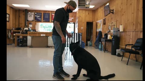 SHE CAN FINALLY CONTROL HER DOG! (THE ULTIMATE DOG TRAINING GUIDE)