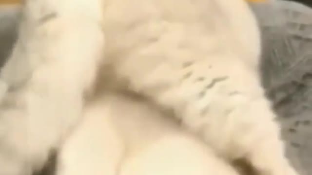 Funny Cat Videos That Are IMPOSSIBLE Not To Laugh At 😂